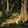 MW Conifer Trees Forest Biome v4.2.5 UE5.2