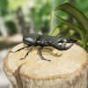 Insect Pack