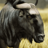 Animalia - Blue Wildebeest (male)