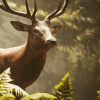 Animalia - Red Deer (male)