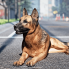 Animalia - German Shepherd