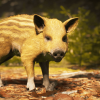 Animalia - Wild Boar (young)