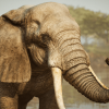 Animalia - African Elephant (male)