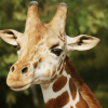 Animalia - Giraffe (male)