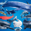 Ocean Animals MEGA Pack