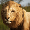Animalia - Lion (male)