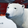 Animalia - Polar Bear (male)