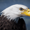 Animalia - Bald and Golden Eagle