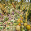 Cactus Plants: Desert Garden