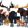 LowPoly Wild Animals