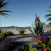 Jungle and Desert Vegetation
