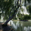 Trees: Willow tree
