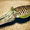 Cuttlefish Camouflage