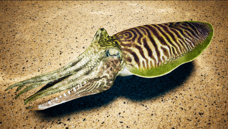 Cuttlefish Camouflage