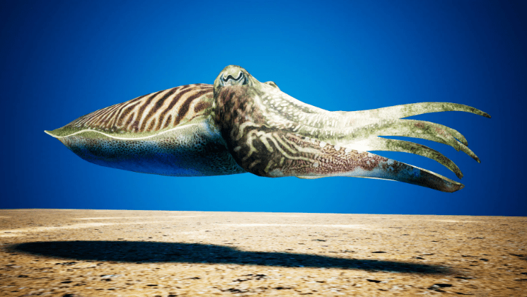 Cuttlefish Camouflage - Ảnh 2