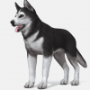 Dog - Husky