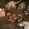 Rats Complete Pack