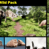 Realistic Grass and environment Pack