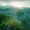 Tropical Forest