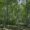 Trees: Beech tree