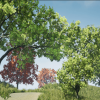 Tree Pack (Assorted Maple Trees)