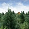 Yughues Pine Bushes