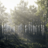 Bald Cypress Swamp