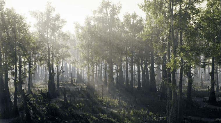 Bald Cypress Swamp