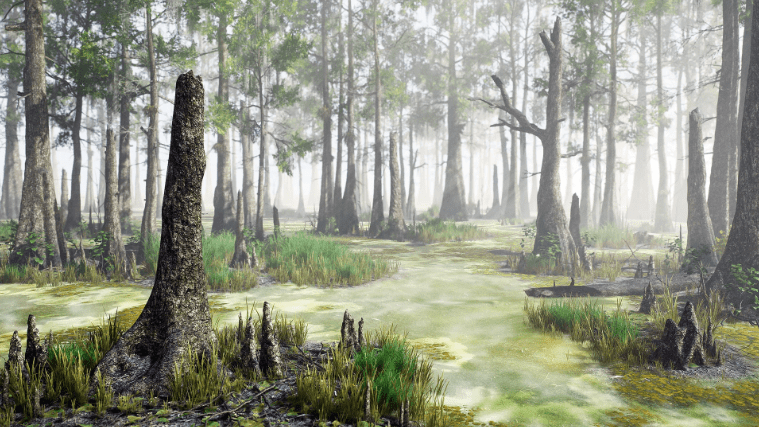 Bald Cypress Swamp - Ảnh 2