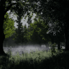 Shady Forest