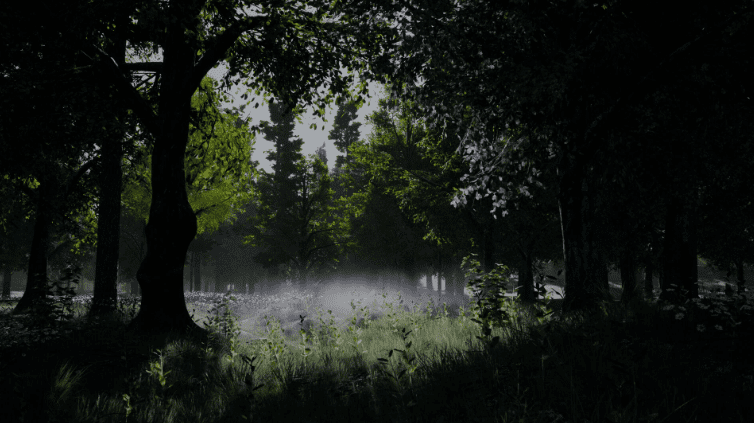 Shady Forest
