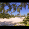 Tropical Foliage and Landscape