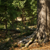 MW Broadleaf Trees Forest Biome 4.0.7 UE5.2