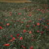 Flowers and Plants Nature Pack