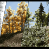 PLE - Procedural Landscape Ecosystem UE5