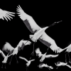 Red Crowned Crane