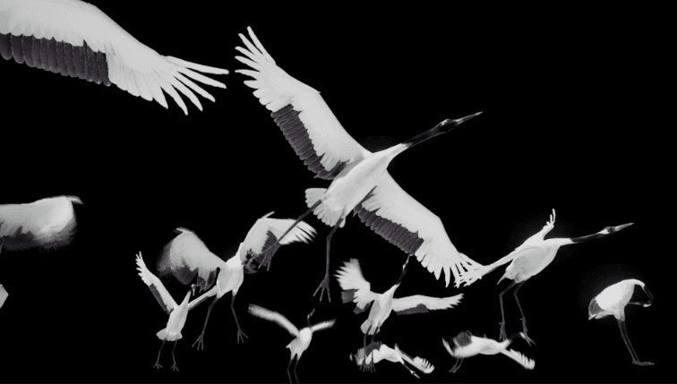 Red Crowned Crane