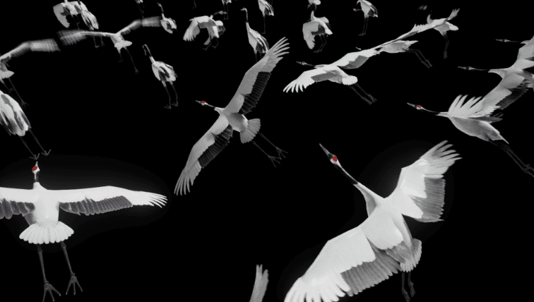 Red Crowned Crane - Ảnh 2