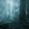 The Forest