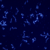 Niagara Constellations