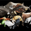 Complete Animals UE 4.26 ( OLD VERSION )