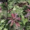 Realistic Plants and Grass Pack 02