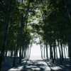 XBH TREE Vol. 3
