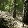 MW European Birch Tree Forest Biome v1.3.0