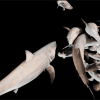 Great White Shark