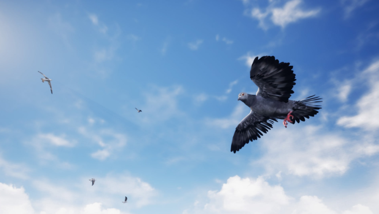 Birds