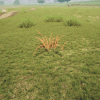 Procedural Growing Plants