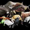 Complete Animals - June 29 2022 UPDATE UE5