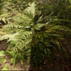 Animated Rain - Waterdrop Material & FX
