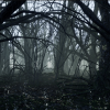 Dark Forest